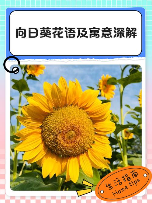 向日葵什么意思，向日葵为什么叫向日葵，向日葵为什么又叫向阳花-第5张图片-优品飞百科