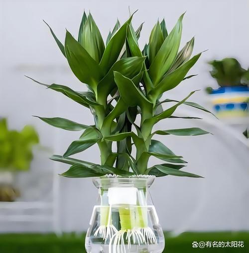 水培植物怎么养？水培植物怎么养得活？-第2张图片-优品飞百科