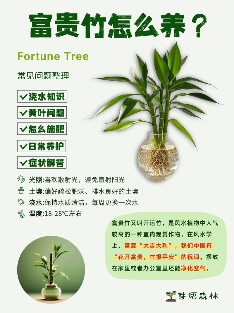 水培植物怎么养？水培植物怎么养得活？-第4张图片-优品飞百科