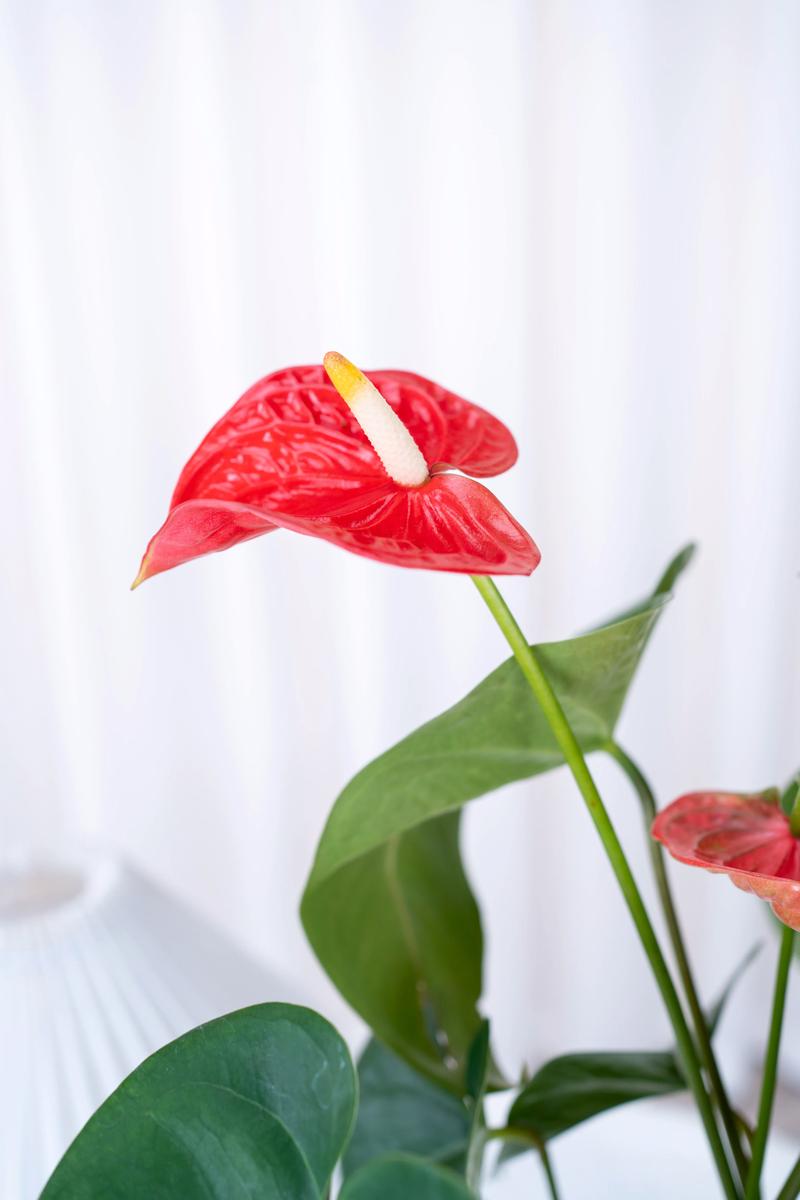 水培植物怎么养？水培植物怎么养得活？-第5张图片-优品飞百科