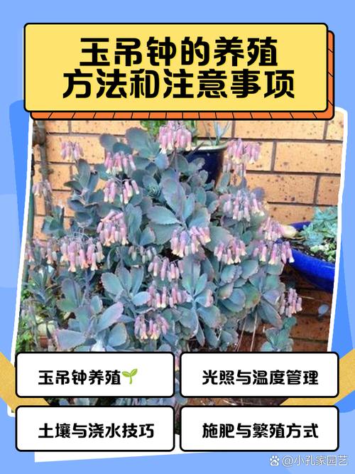 玉吊钟的养殖方法和注意事项？玉吊钟的养殖方法和注意事项图片？-第3张图片-优品飞百科