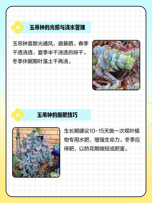 玉吊钟的养殖方法和注意事项？玉吊钟的养殖方法和注意事项图片？-第6张图片-优品飞百科