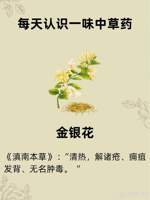 金银花的功效与作用，金银花的功效与作用决明子功效与作用？-第3张图片-优品飞百科