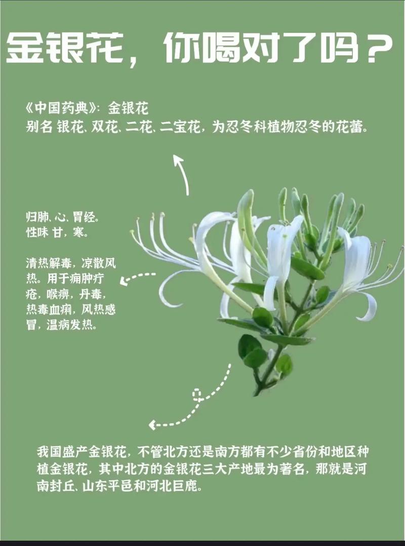 金银花的功效与作用，金银花的功效与作用决明子功效与作用？-第6张图片-优品飞百科