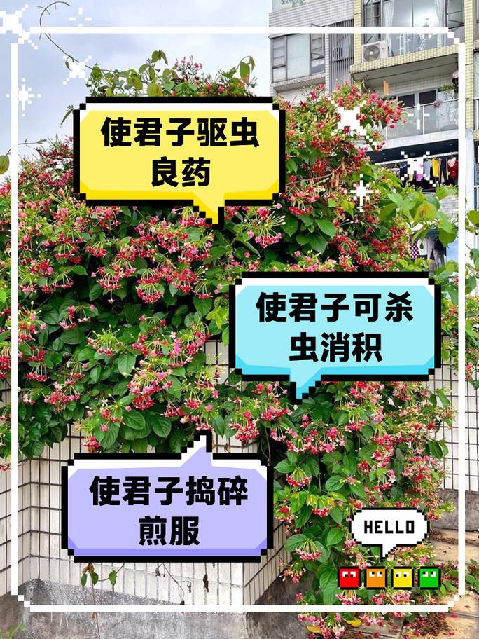 使君子的花语和寓意，有什么传说故事，使君子花名的来历-第2张图片-优品飞百科