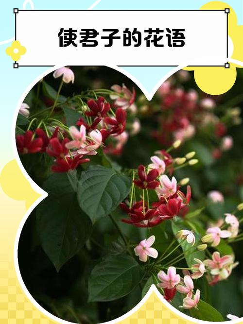 使君子的花语和寓意，有什么传说故事，使君子花名的来历-第5张图片-优品飞百科