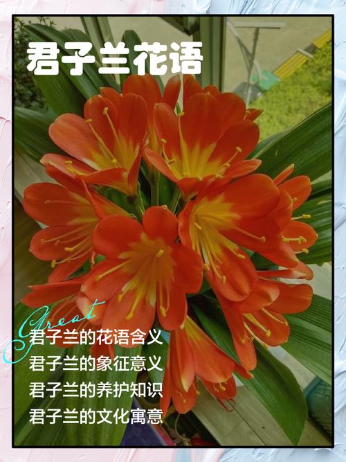 使君子的花语和寓意，有什么传说故事，使君子花名的来历-第7张图片-优品飞百科