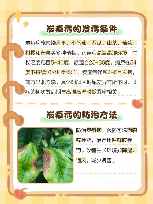 牛油果的病虫害及防治方法，牛油果病虫害有哪些?？-第2张图片-优品飞百科