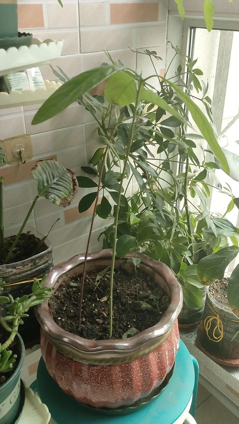 牛油果的病虫害及防治方法，牛油果病虫害有哪些?？-第4张图片-优品飞百科